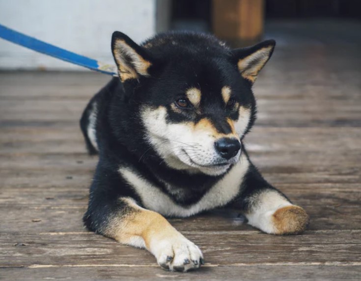 How Shiba Inu Soared 20% On Robinhood Listing, Watch Out For Volatility