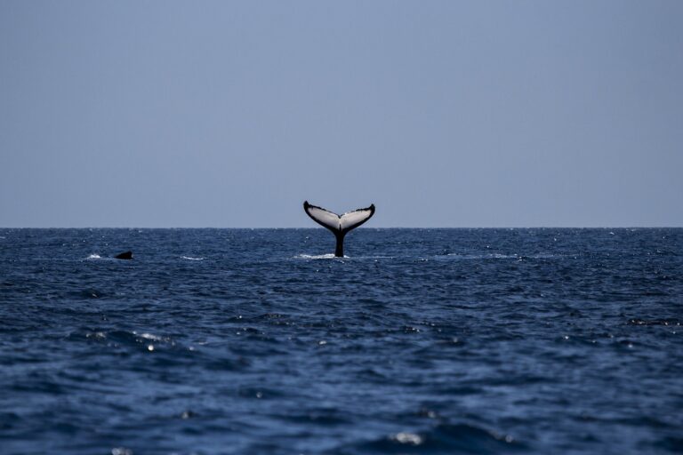 Whales Move Over 275 Million XRP Amid Price Surge