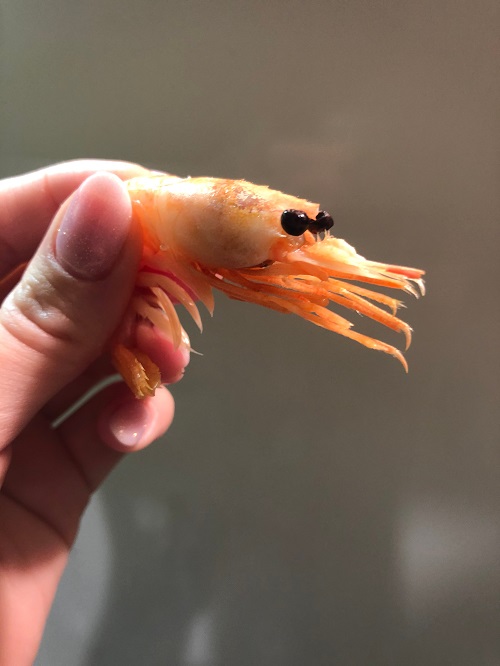 Bitcoin “shrimp” addresses hit 43.2 million