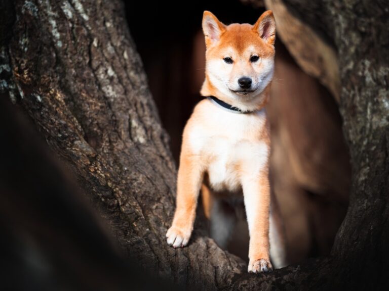 FLOKI, DOGE and SHIB price soars after Musk tweeted photo of his dog