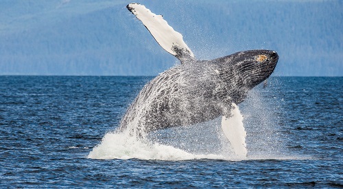 Compound (COMP) surges amid whale activity and Coinbase news