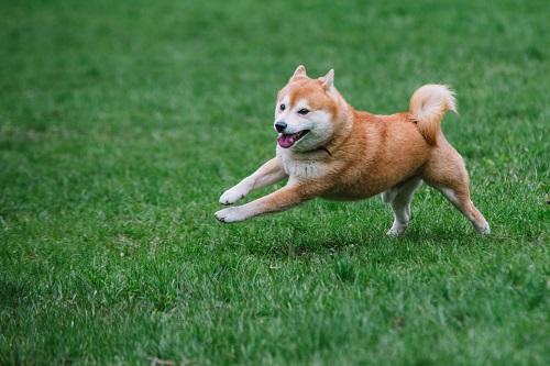 Dogecoin rallies on X speculation: what does it mean for Shiba Memu?