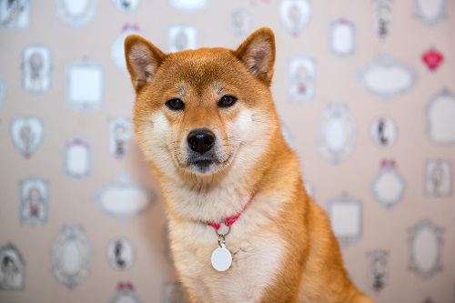 What to watch in crypto this week: Shiba Memu’s presale and SEC’s latest Bitcoin ETF news