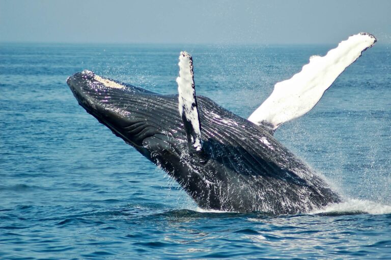 Number of Bitcoin whales surge higher, investors target Vantard